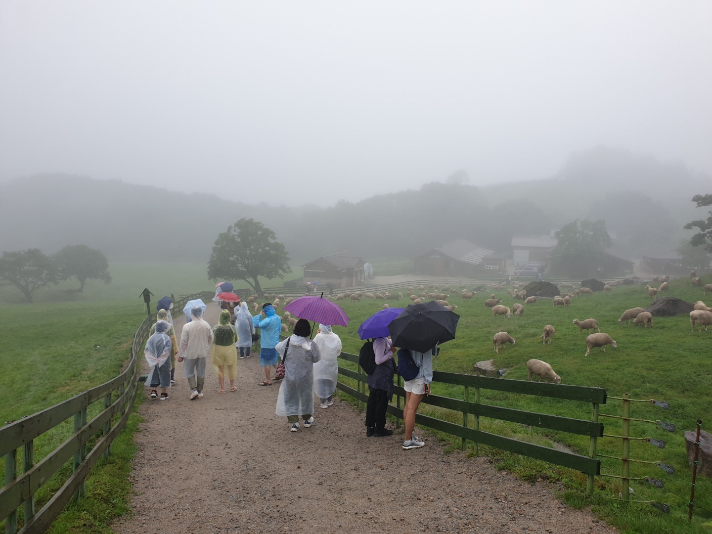 비가 오는 양떼목장을 우산을 들고 걸어다니는 사람들의 모습이다.